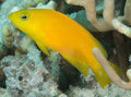 Yellow Pseudochromis