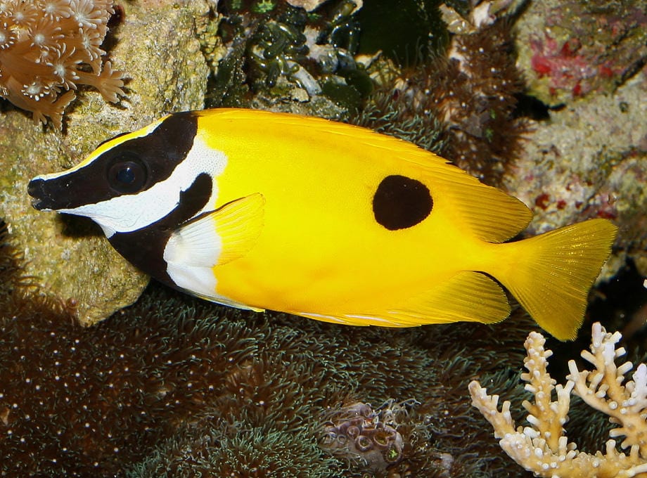 Black Spot Foxface Rabbitfish