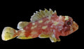 Yellow Spotted Scorpionfish