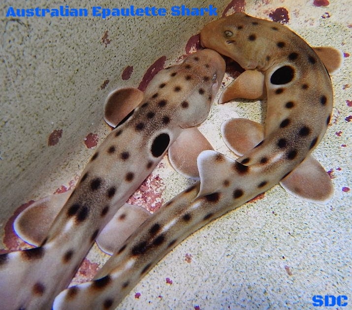 Epaulette Shark