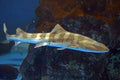 Leopard Shark (Japan)