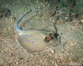 Blue Spot Diamond Stingray