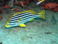 Stripe Sweetlips