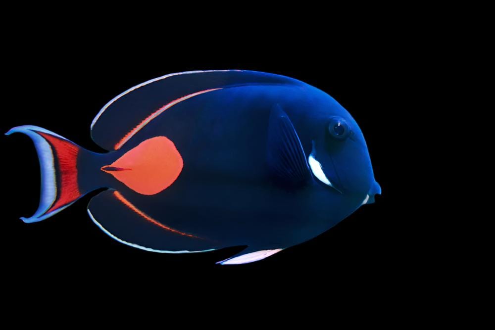 Achilles Tang