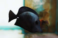 Black Tang