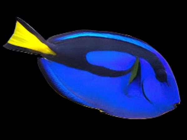Blue Tang