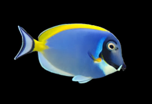 Powder Blue Tang