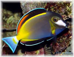 Powder Brown Tang