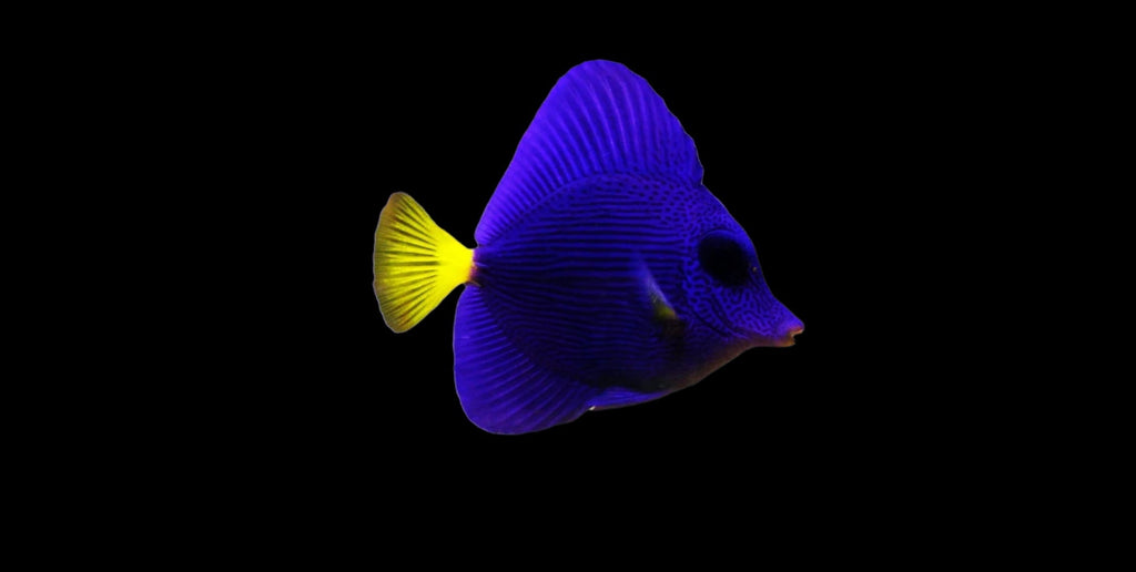 Purple Tang