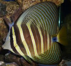 Sailfin Tang