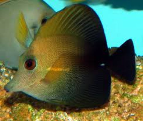 Scopas Tang