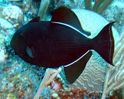 Black Triggerfish (Indian Ocean)