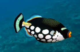 Clown Triggerfish