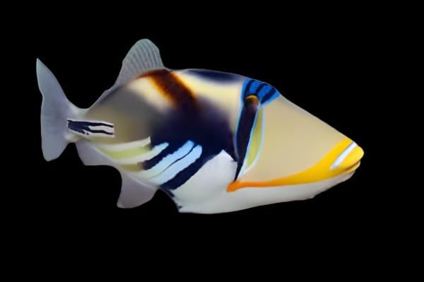Humu Humu Triggerfish