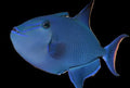 Niger Triggerfish