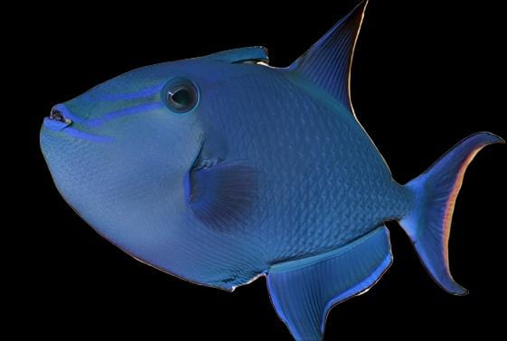 Niger Triggerfish