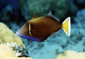 White Tail Triggerfish