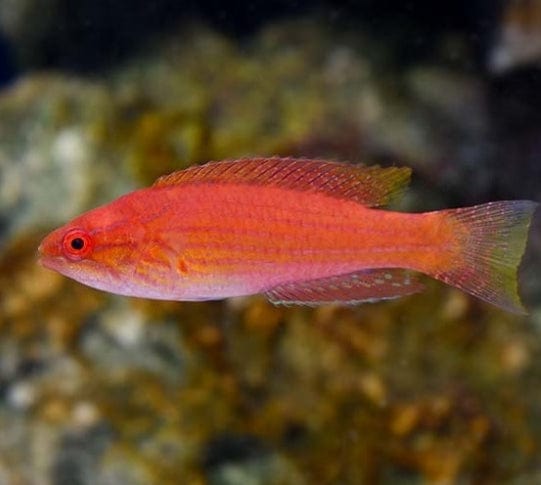 Angulatus Flasher Wrasse - Female