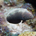 Black Leopard Wrasse