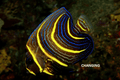 Cortez Angelfish - Changing