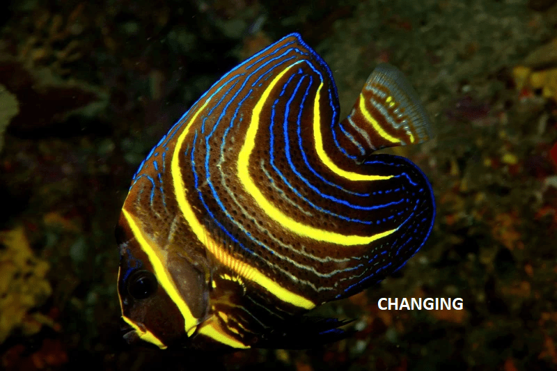 Cortez Angelfish - Changing