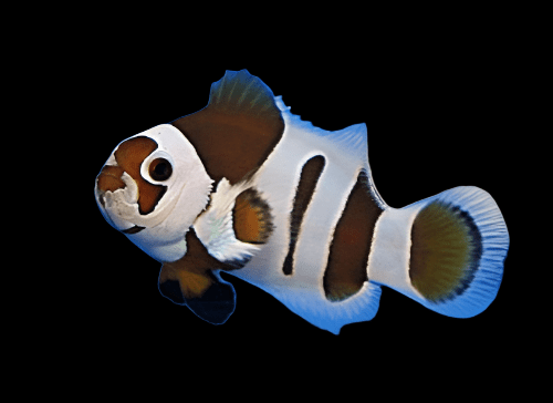 Mocha Storm Ocellaris Clownfish - Captive Bred