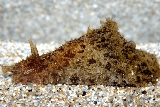 Dolabella Sea Hare