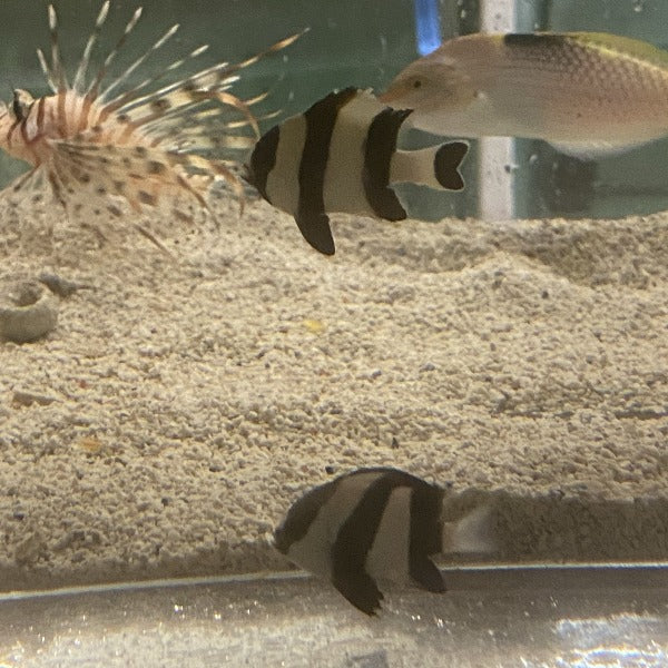 3 Striped Damselfish
