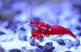 Red Fire Shrimp