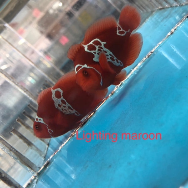 Lightning Maroon Clownfish - Captive Bred