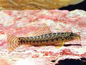 Ataran Zipper Loach