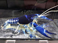 Blue Ghost Lobster