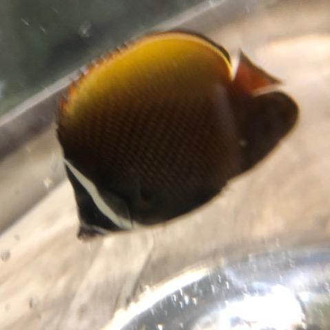 Pakistani Butterflyfish