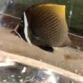 Pakistani Butterflyfish