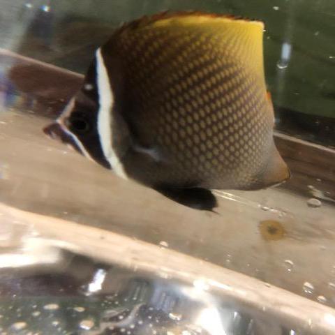 Pakistani Butterflyfish