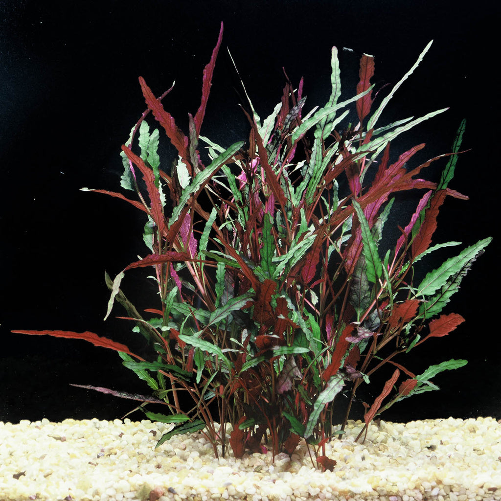 Dragon's Tongue (Flame)