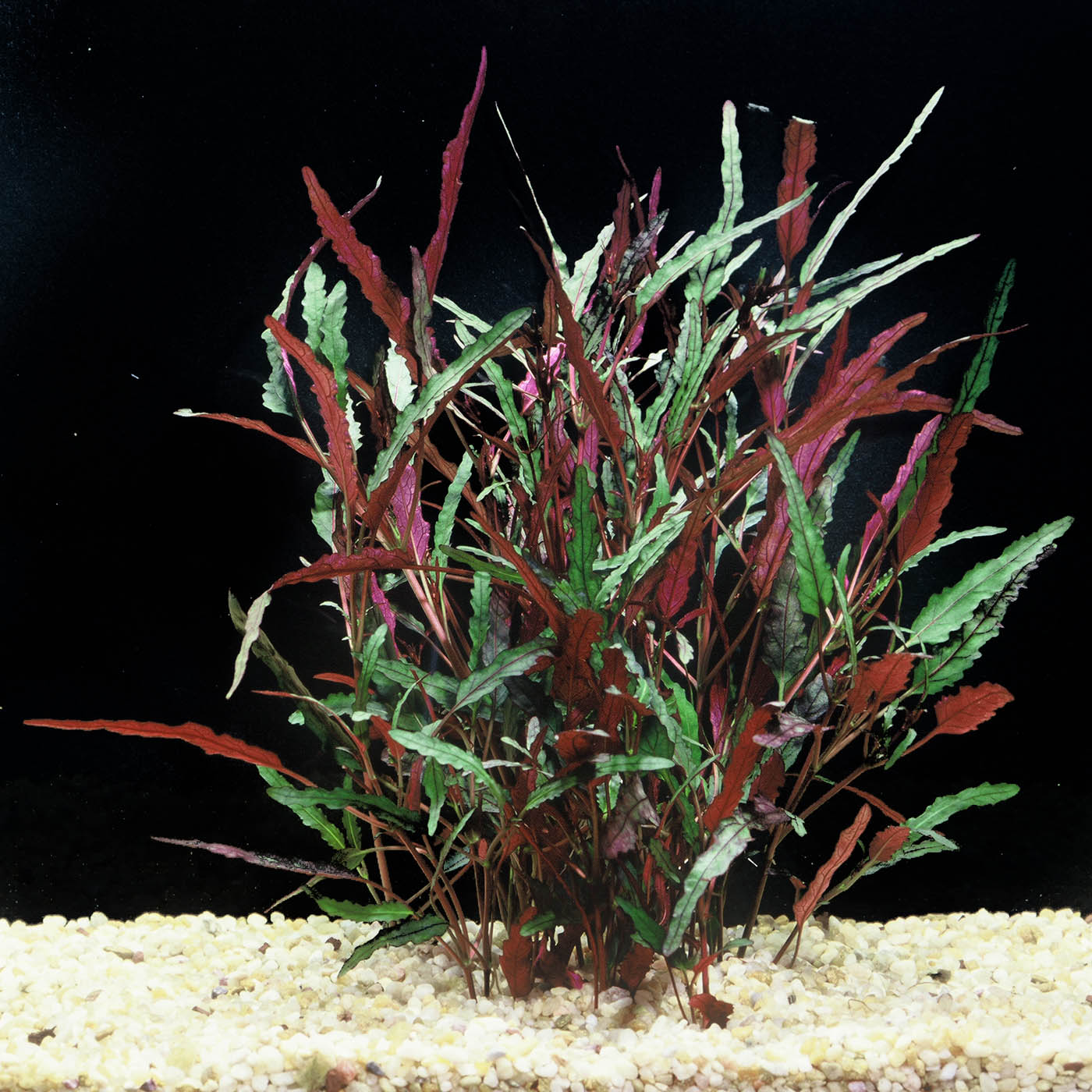 Dragon's Tongue (Flame)