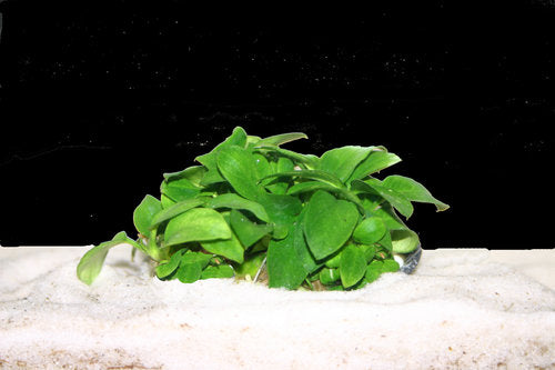 Anubias Nana Petite