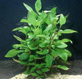 Cherry Hedge aquarium plant
