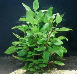 Cherry Hedge aquarium plant
