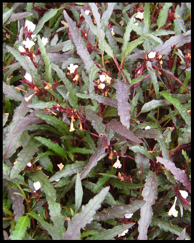 Dragon's Tongue (Flame)