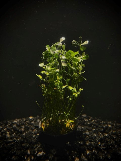 Dwarf Four Leaf Clover