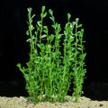 Moneywort aquarium plant