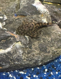 L519 Honeycomb Pleco