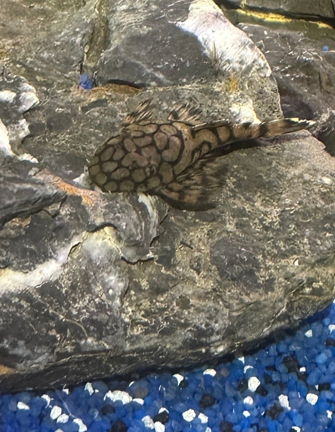 L519 Honeycomb Pleco