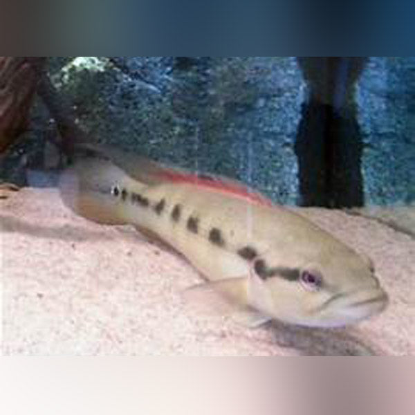 Red Johanna Pike Cichlid