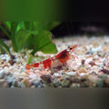 Red Rili Shrimp (Colony of 5)