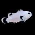 Snow Storm Ocellaris Clownfish - Captive Bred